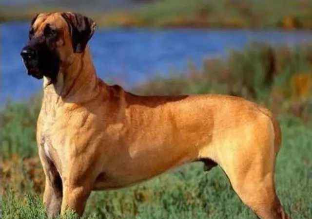 马士提夫獒犬 世界上体型最大的10种犬 你知道有哪些吗？