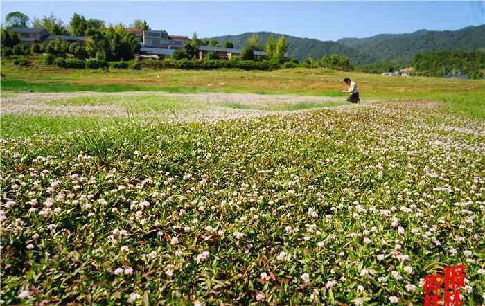 蓼子花 灵川公平湖千亩野生蓼子花开，粉色花海浪漫梦幻，完全免费！