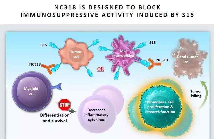 陈列平 陈列平带来全新免疫药物NC318，接棒PD-1，探索癌症“治愈”之路
