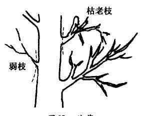 果树修剪技术 果树修剪入门，11种修剪技术详解