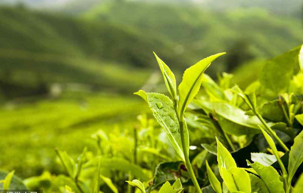 霍山黄芽属于什么茶 霍山黄芽是什么茶？属于中国七大茶类，黄茶中头等好茶