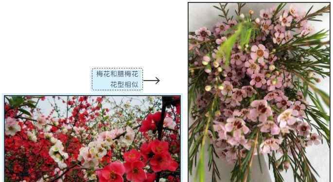 蜡花 来自澳洲的小清新——澳蜡花