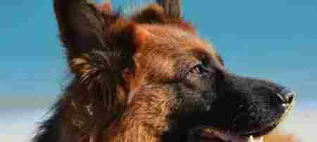 猎犬排名 最受欢迎的十大狗狗排名