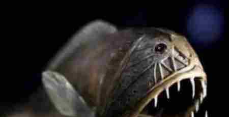 狮鬃水母 海洋十大恐怖生物