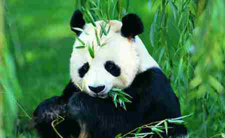 熊猫图 什么是始熊猫 始熊猫图片