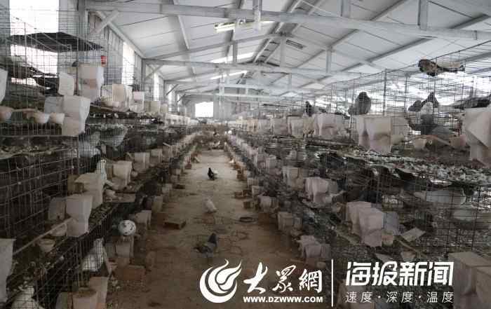 鸽子养殖利润 曹县出了个“鸽子王” 养鸽年收入超10万