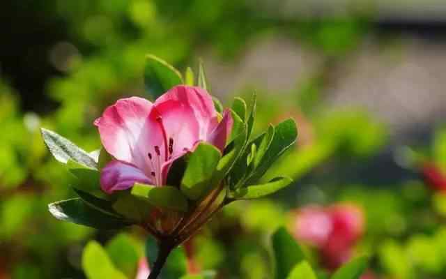 花中西施 花中西施，杜鹃花