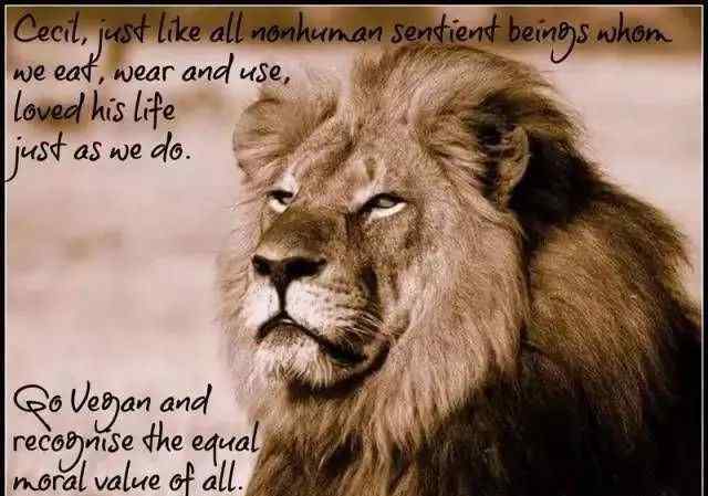 吃素的狮子 一只吃素的狮子，让人类见证感动全世界