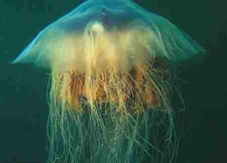 霞水母 水母的毒性有多强 十大剧毒水母 图片