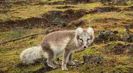 北极狐狸 北极狐的12大生活习性