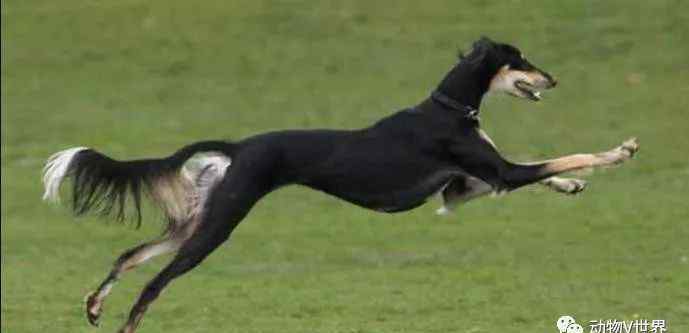 罗特威 世界十大最昂贵的犬，这么贵的价格，普通家庭养不起