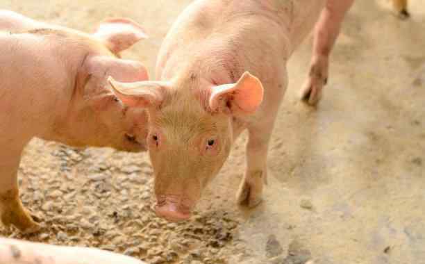 养猪的利润与成本 养猪利润高达2000块让人眼红，可你知道养猪死亡率是多少吗？