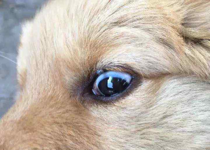 狗有眼屎是什么原因 狗狗眼屎多是什么原因？