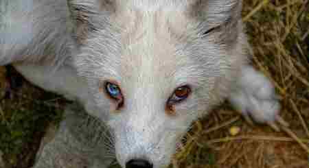 北极狐狸 北极狐的12大生活习性