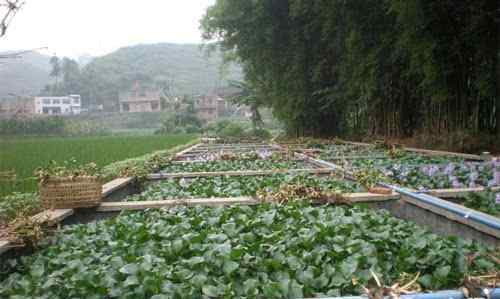 深度黄鳝养殖 黄鳝养殖:水泥池饲养的好处及其修建