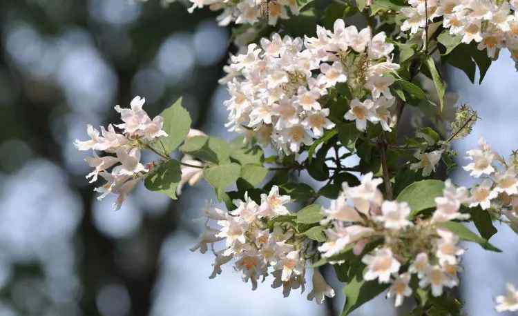 花灌木 这6种珍贵好看的花灌木，公园庭院种上它们就对了