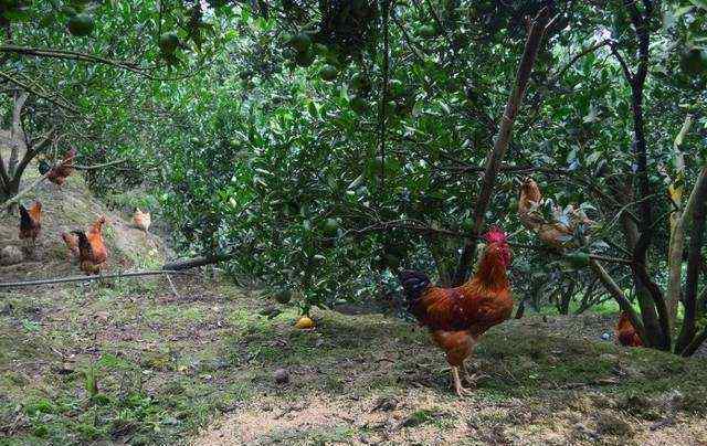 土鸡养殖方法 种果树套养土鸡，掌握5个方法，不但果树长得快，土鸡收益喜人