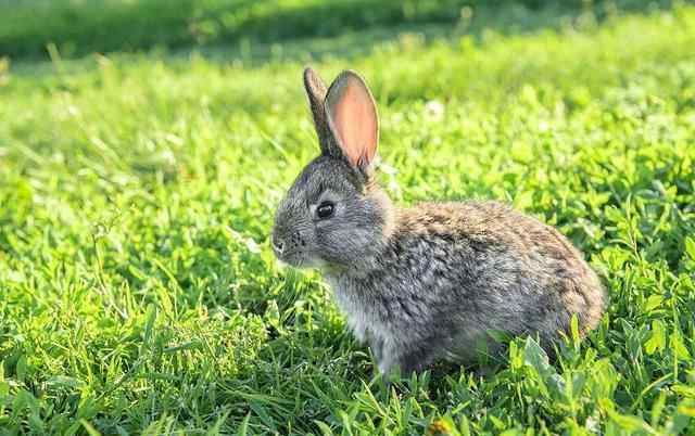 新手怎么养家兔 养兔技术 养好幼兔的八个措施