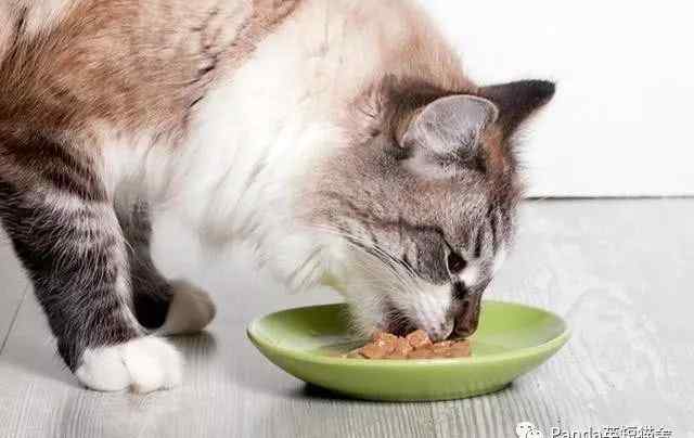 猫咪食欲下降但很精神 猫咪一直不吃饭是怎么回事？猫食欲不振的这10个原因你得了解