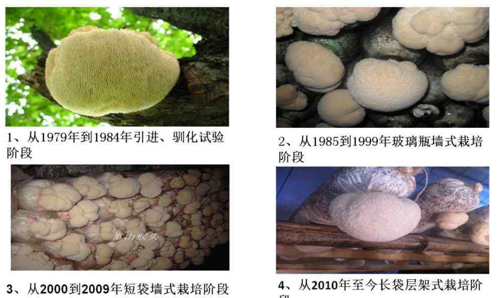 猴头菇之乡 常山猴头菇：四十年盛衰兴废 小小菌菇“破颈而出”重焕光彩