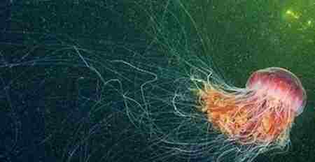 荧光水母 水母的毒性有多强 十大剧毒水母 图片