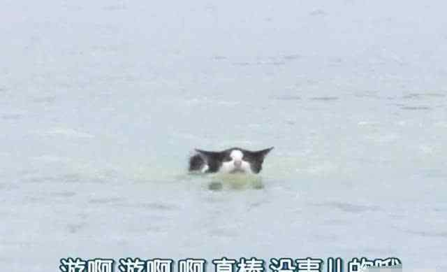 猫为什么喜欢吃鱼 猫明明不会游泳，为什么偏偏喜欢吃鱼呢？真相揭开，让人不敢相信！