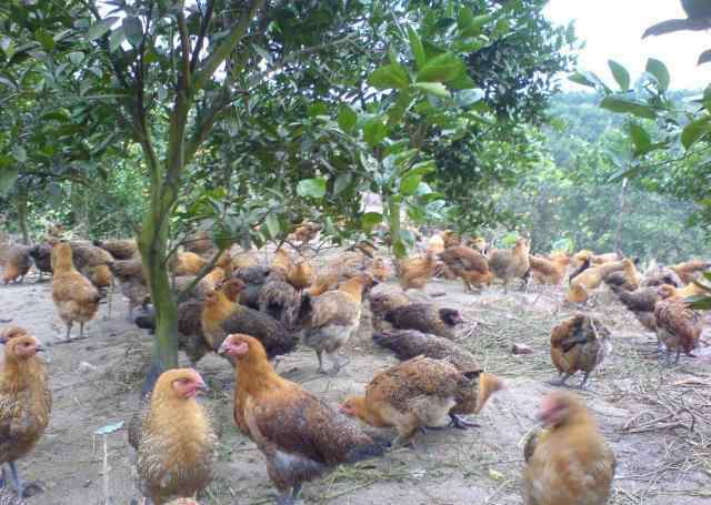 土鸡养殖方法 种果树套养土鸡，掌握5个方法，不但果树长得快，土鸡收益喜人