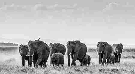 大象的资料 大象能听到地震？关于大象的资料