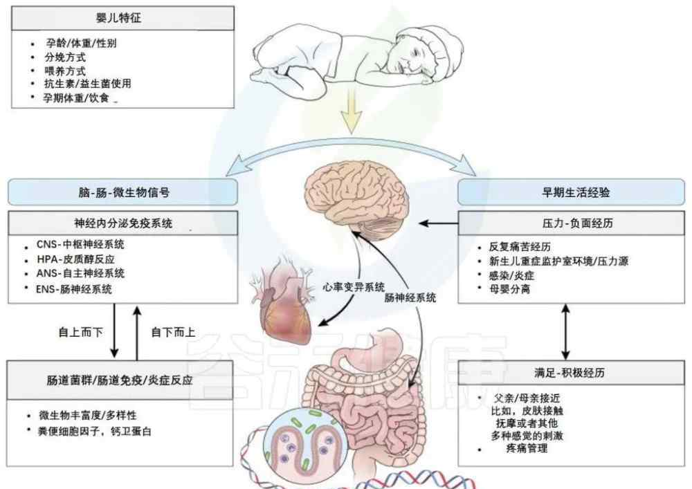 神经系统治疗 抑郁，自闭等神经系统疾病治疗新出路