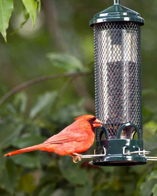 什么鸟是歌唱家 北美红雀，鸟类中的歌唱家，也被人称为“红衣主教”的它
