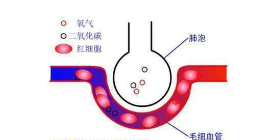 腹式呼吸和胸式呼吸的区别 腹式呼吸，一定比胸式呼吸好吗？