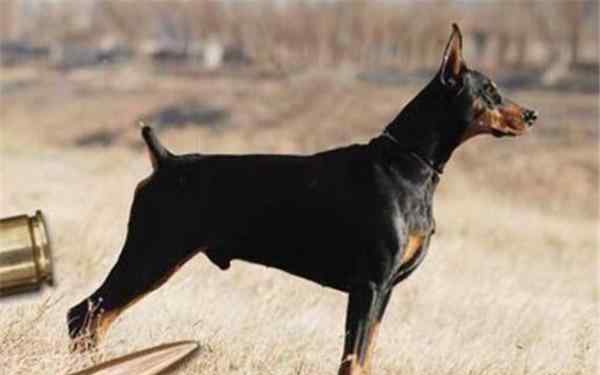 西班牙斗牛犬 全球10大公认的猛犬，土佐犬和比特犬上榜，你有养过吗？