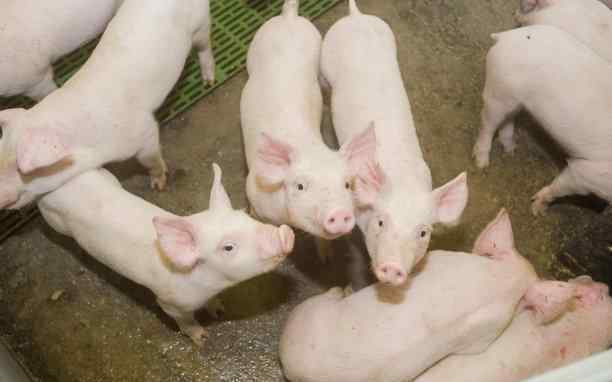 养猪的利润与成本 养猪利润高达2000块让人眼红，可你知道养猪死亡率是多少吗？