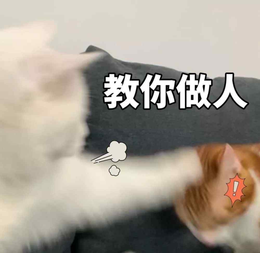 正太脚丫 旅行4天回到家，本以为会被猫咪一顿臭骂，结果……