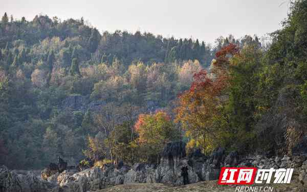 层林尽染是什么季节 层林尽染处 色彩斑斓时