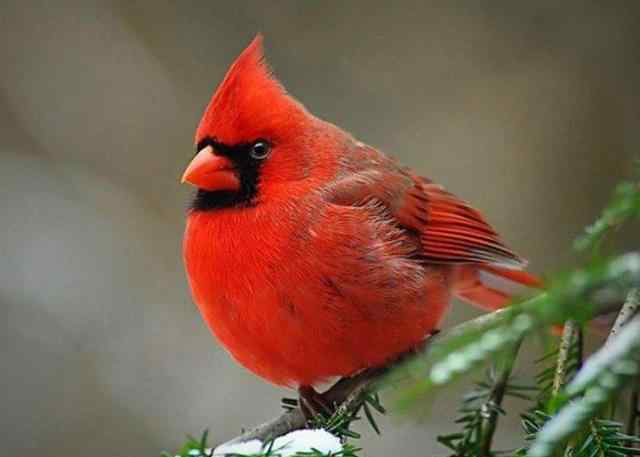 北美红雀 北美红雀，鸟类中的歌唱家，也被人称为“红衣主教”的它