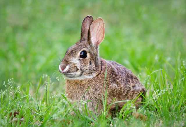 新手怎么养家兔 养兔技术 养好幼兔的八个措施