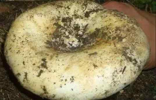 食用蘑菇 十种常见可食用蘑菇。有你曾经见过的吗？