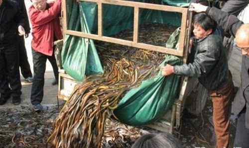 深度黄鳝养殖 黄鳝养殖:水泥池饲养的好处及其修建