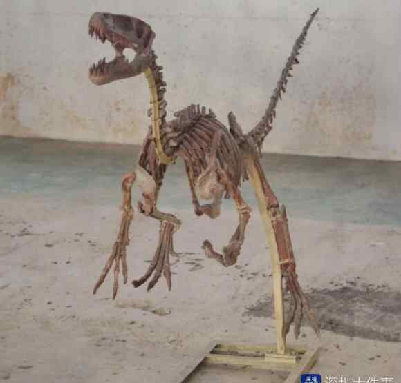 最大的恐龙化石 亚洲最大、最壮的恐龙来了！深圳首个最大恐龙化石展开幕