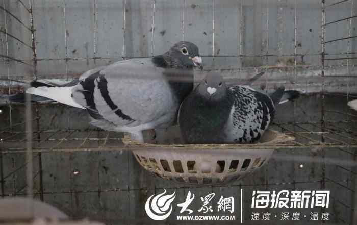 鸽子养殖利润 曹县出了个“鸽子王” 养鸽年收入超10万
