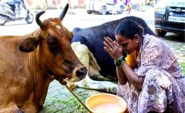 印度野牛 六万头印度野牛，为何没被做成“椒盐牛排”？民众：吃我也不吃它