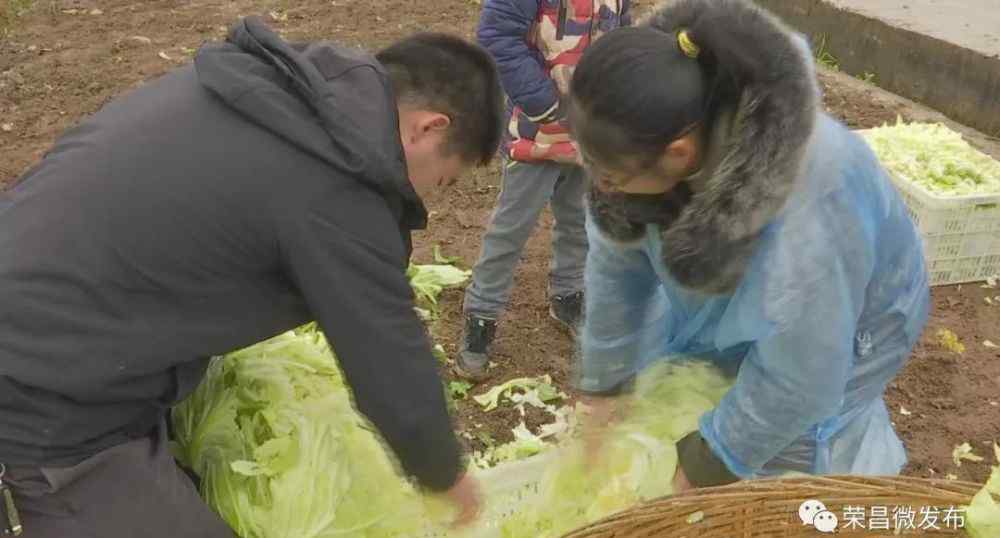 莲白 看热闹啦！第四届“吴家脆莲白”文化节昨日举行