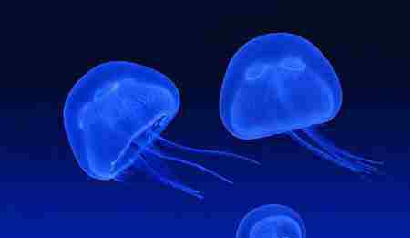 霞水母 水母的毒性有多强 十大剧毒水母 图片