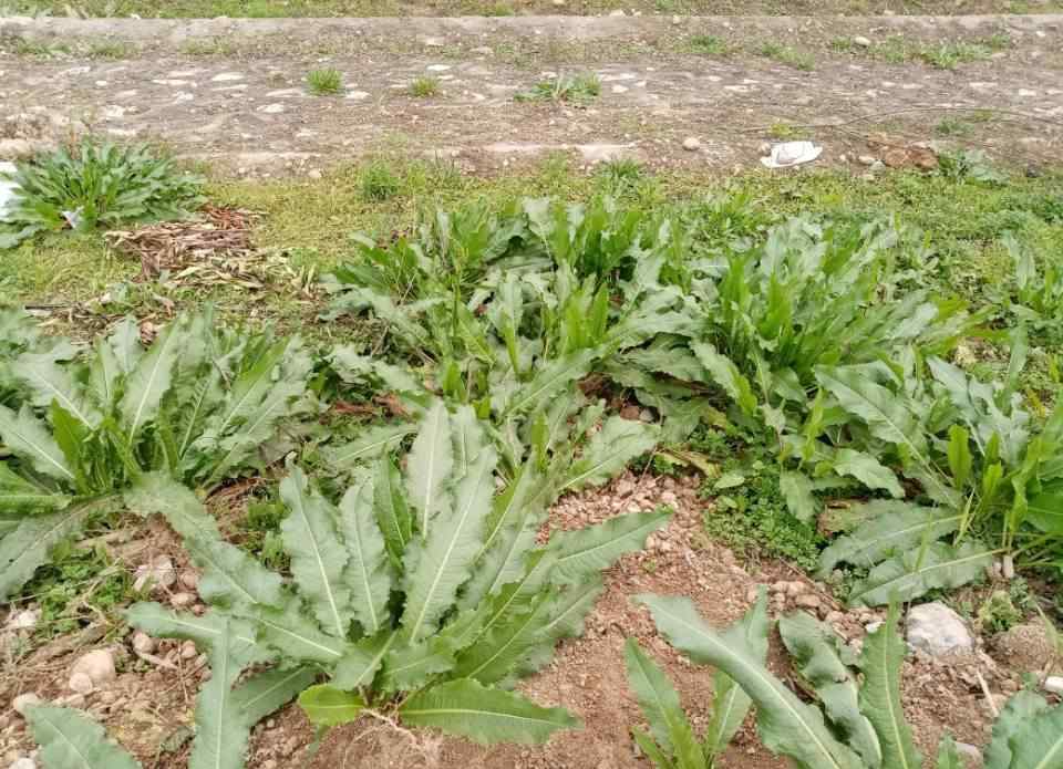 野菠菜怎么吃 小时候常挖的野菠菜很好吃，农妇却挖根有许多妙用