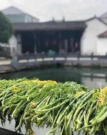 老人引杨氏 杨氏宗祠 陆蓓容