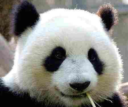 熊猫图 什么是始熊猫 始熊猫图片