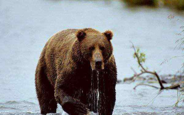 灰熊公园 男子养灰熊当宠物，不顾反对照顾熊群13年，最后却被熊给吃了！
