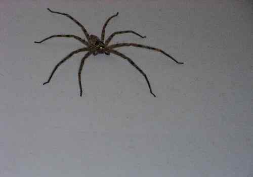 家里出现蜘蛛是福是祸 晚上看见大蜘蛛的预兆是什么？家里的蜘蛛能不能打死
