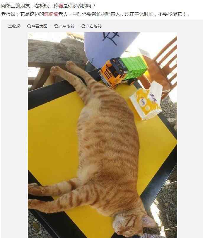 被流浪狗跟着走预兆 陌生猫跟着你走是什么兆头好还是坏，猫跟着人回家什么预兆？